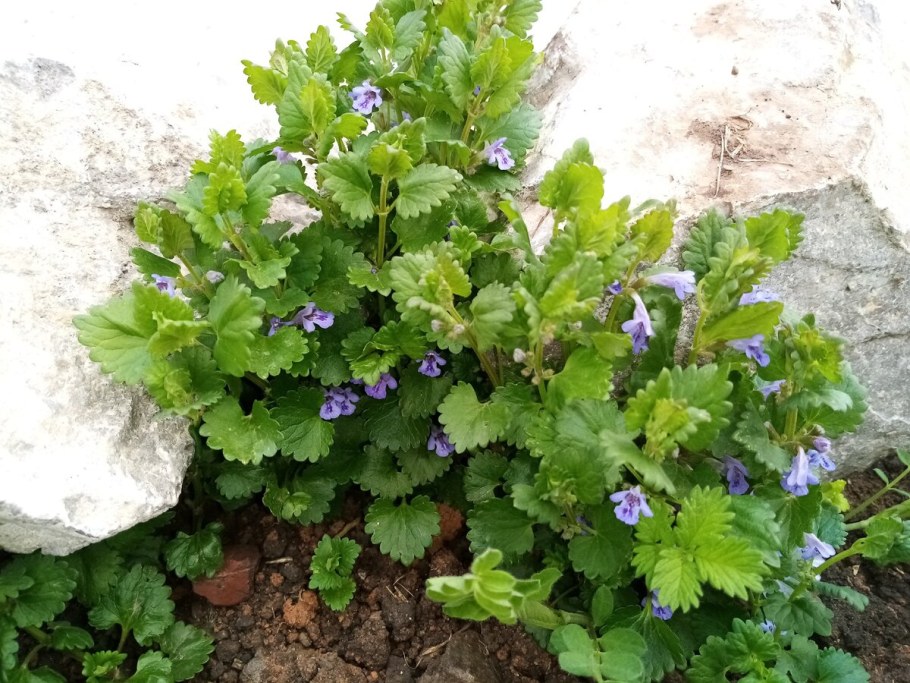 Будра Вариегата