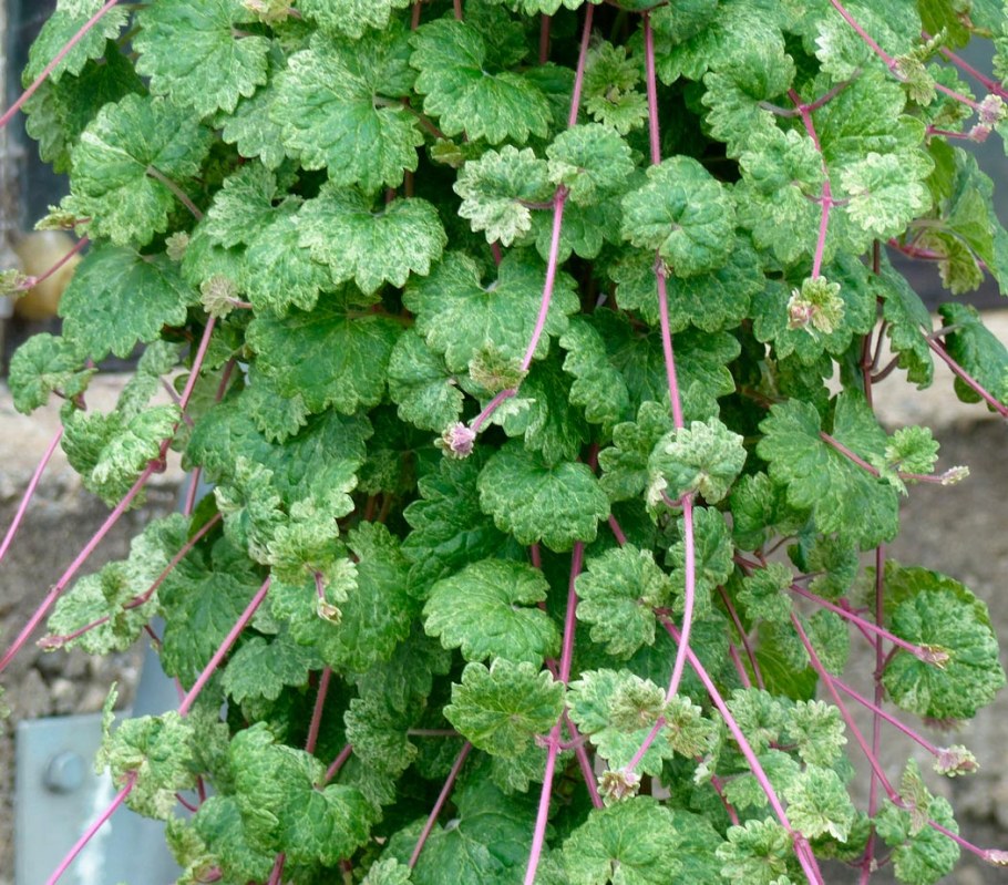 Будра ампельная