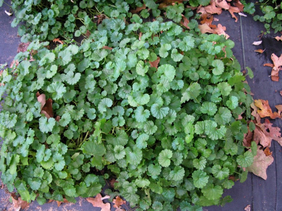 Глехома будра плющевидная Вариегата