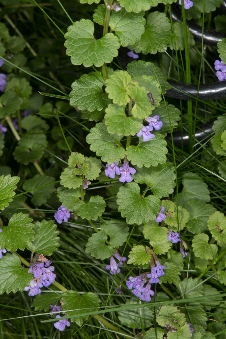 Будра глехома