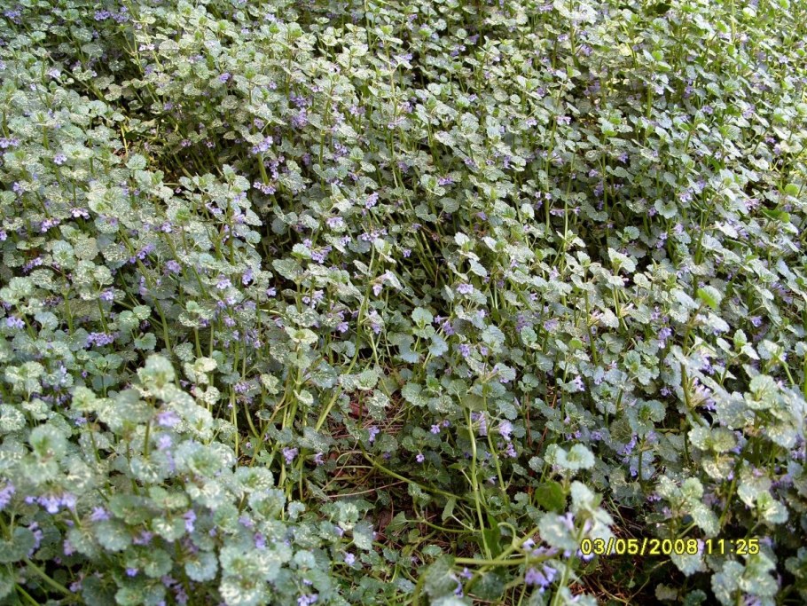 Будра плющевидная ползучая