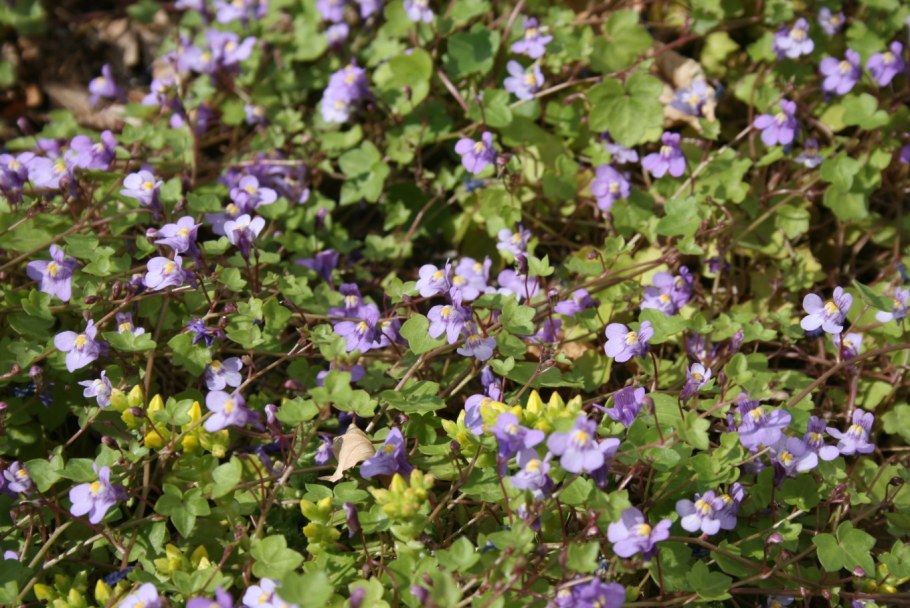 Цимбалярия постенная Cymbalaria muralis