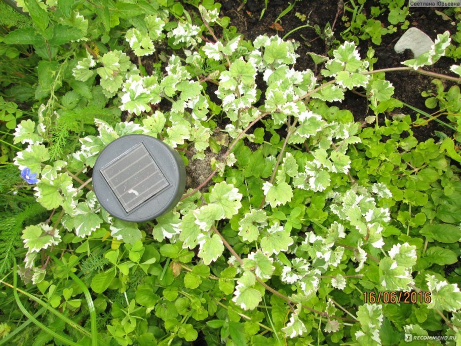 Будра плющевидная ампельная