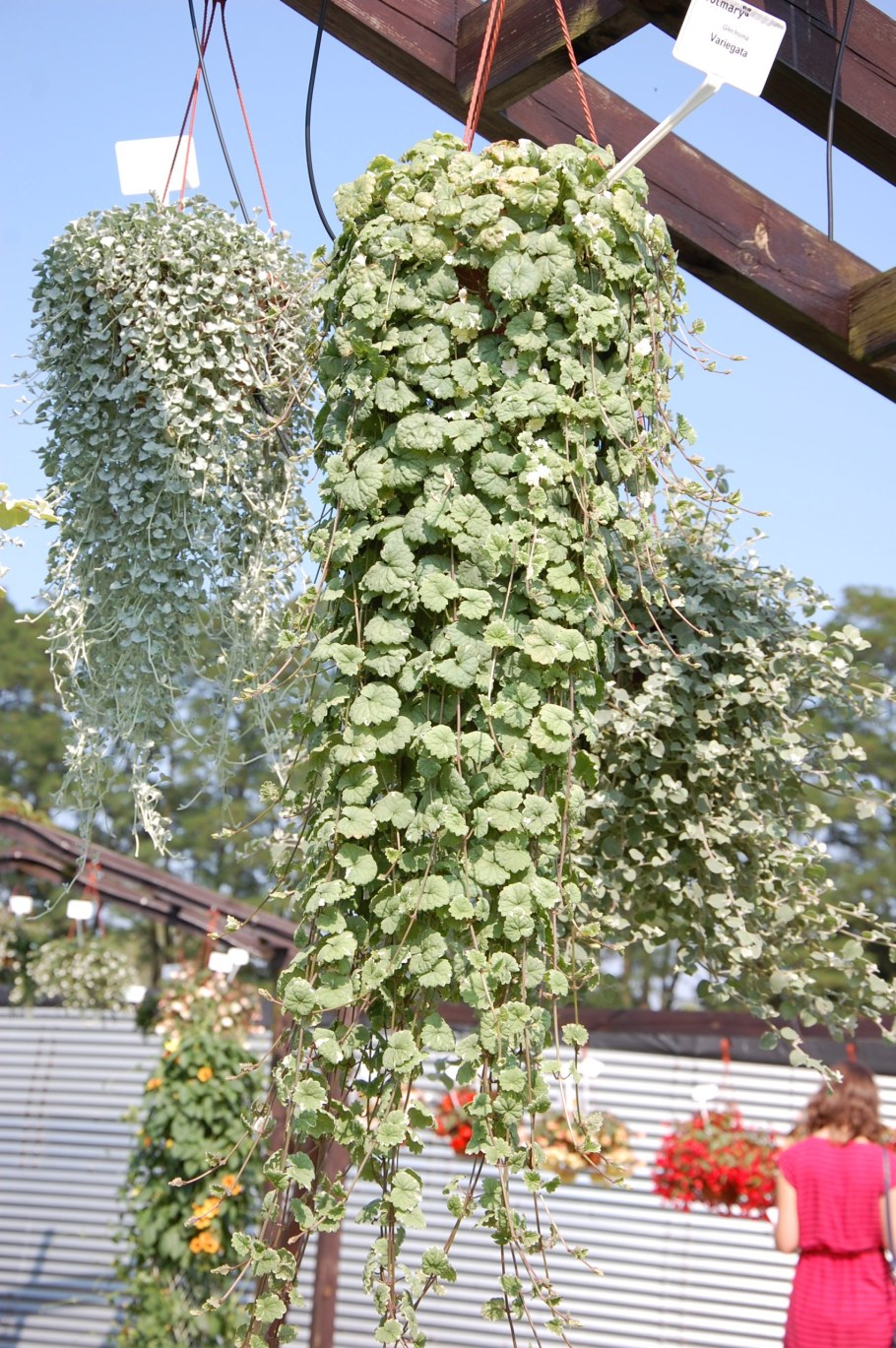 Бурда плющевидная ампельная