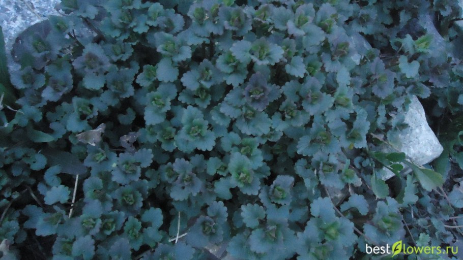 Будра ампельная