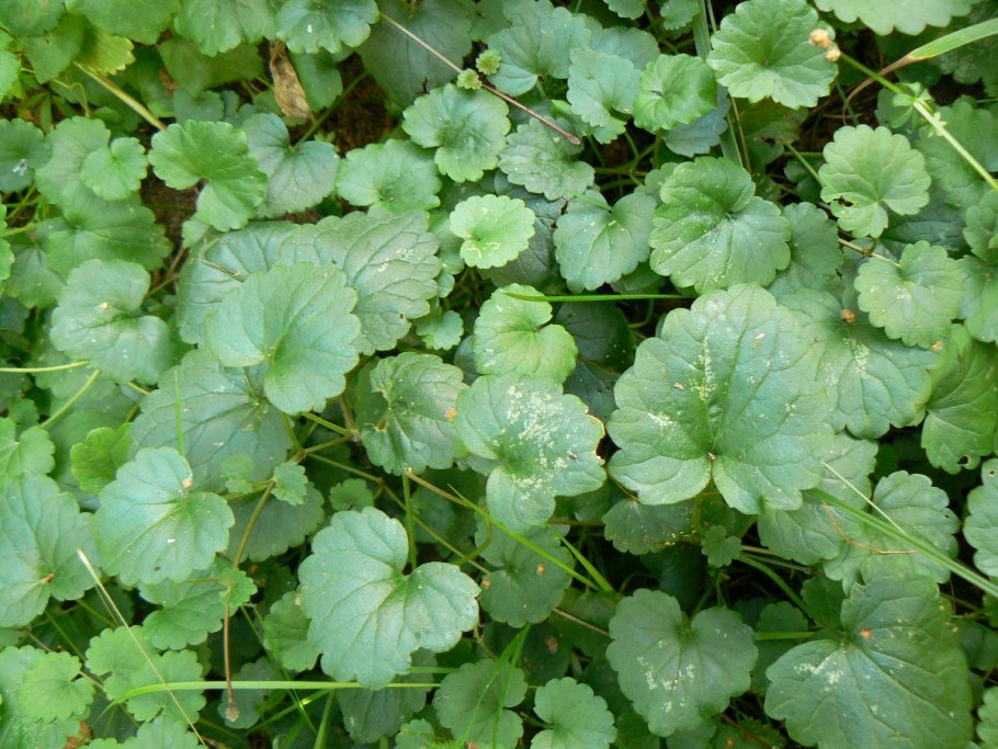 Будра плющевидная листья