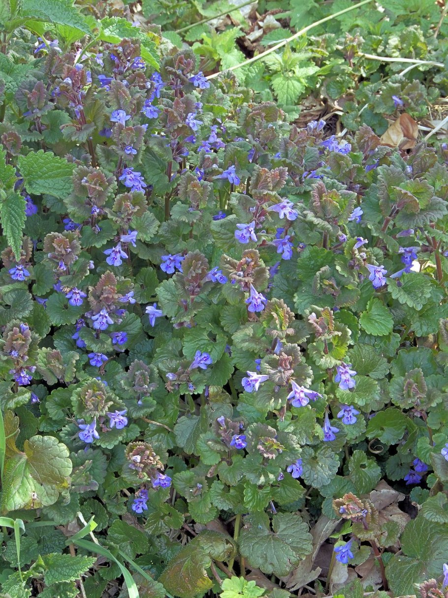 Будра плющевидная