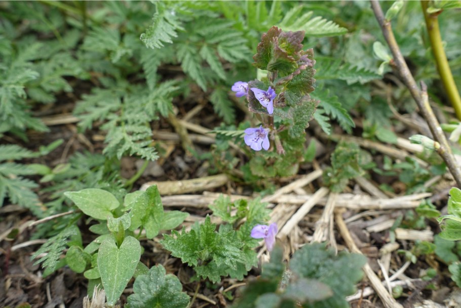 Будра волосистая