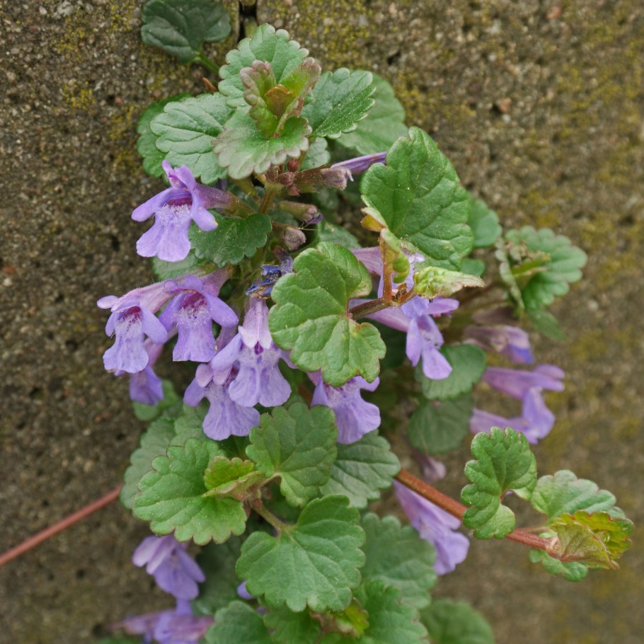 Глехома будра плющевидная Вариегата