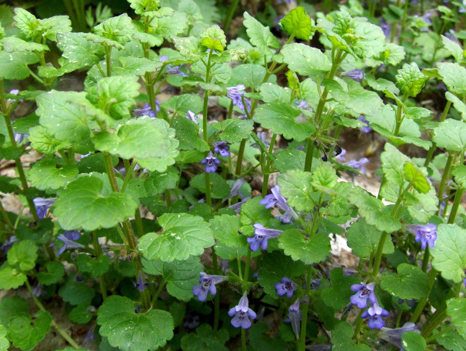 Будра собачья мята