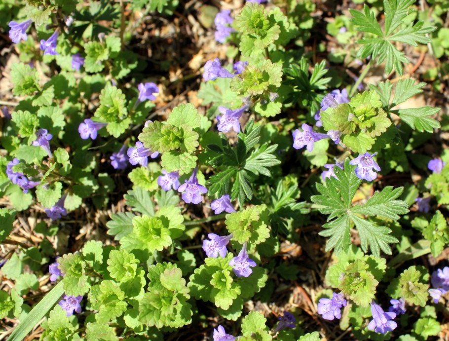 Будра плющевидная ягоды