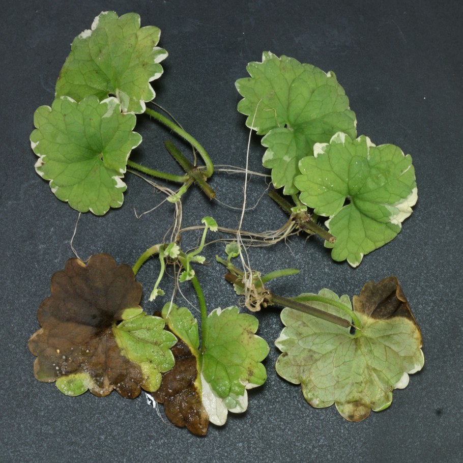 Будра плющелистная Вариегата