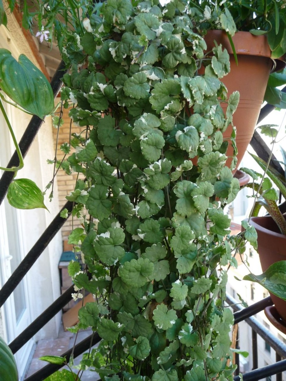 Глехома variegata