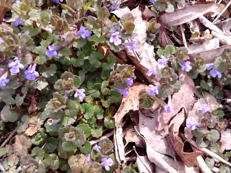 Будра глехома ползучая