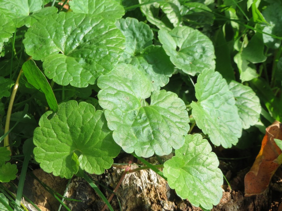 Глехома variegata (volmary)