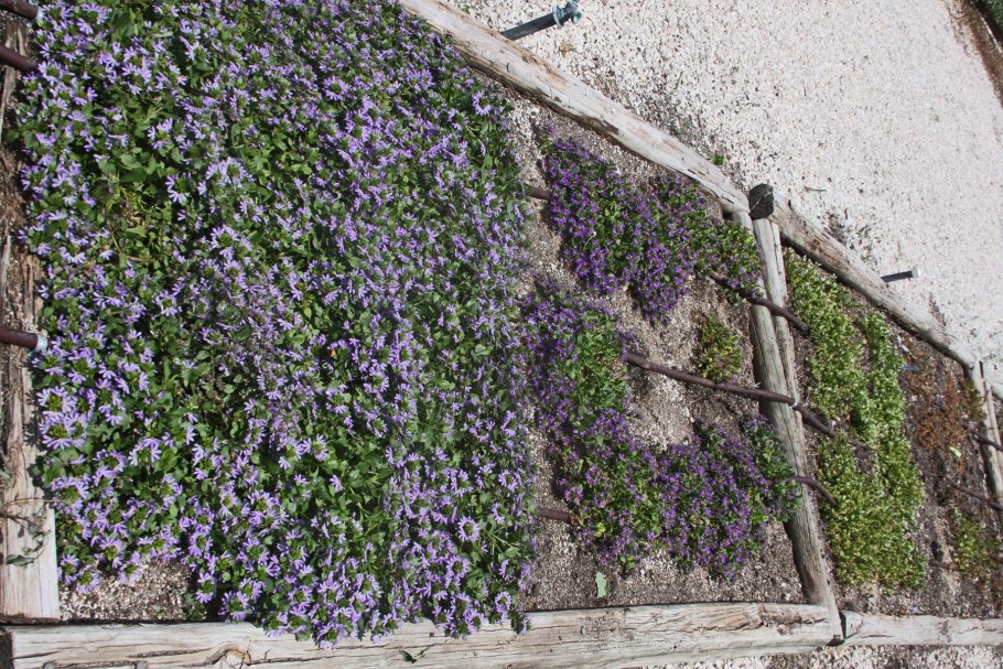 Будра плющелистная