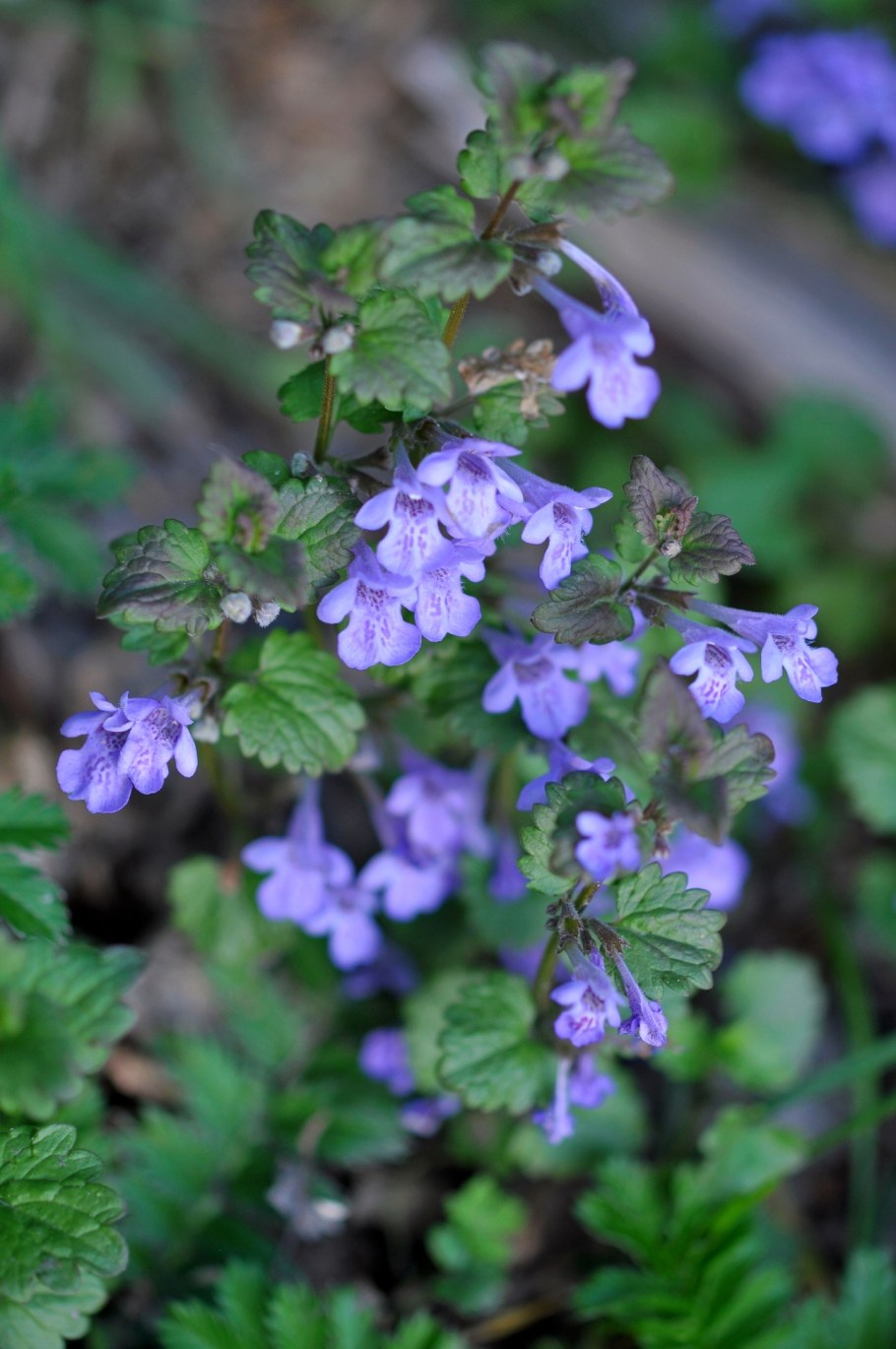 Будра плющевидная