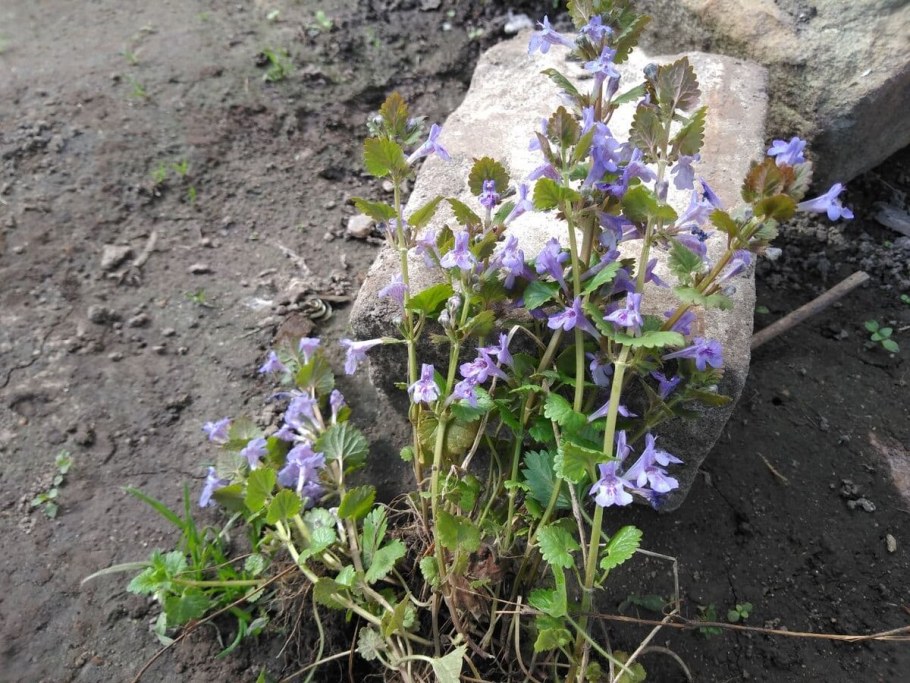 Собачья мята будра плющевидная