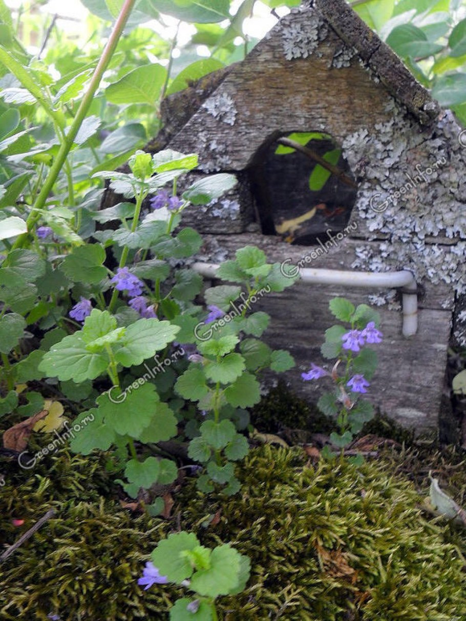 Будра плющевидная в ландшафтном