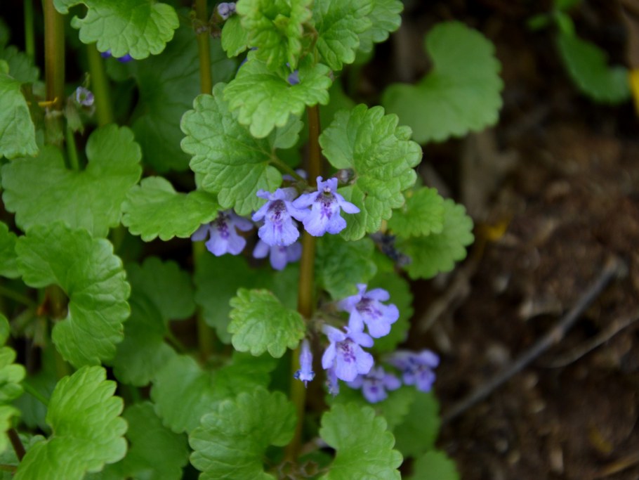 Будра плющевидная Glechoma hederacea