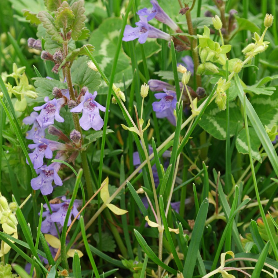 Сорняк будра плющевидная