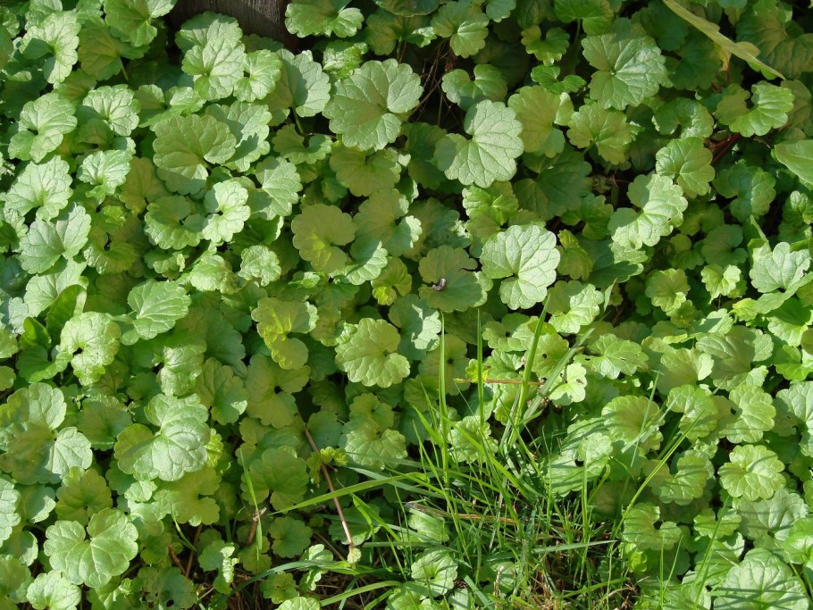 Будра плющевидная