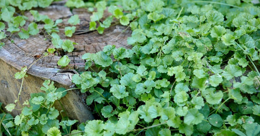 Сорняк будра плющевидная
