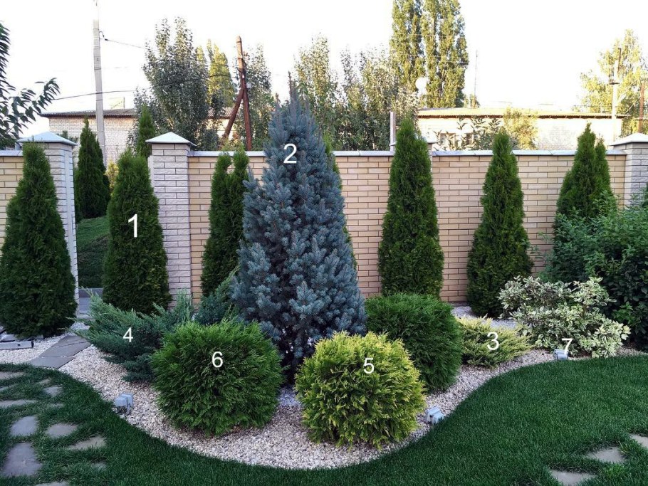 Хвойные туя Смарагд