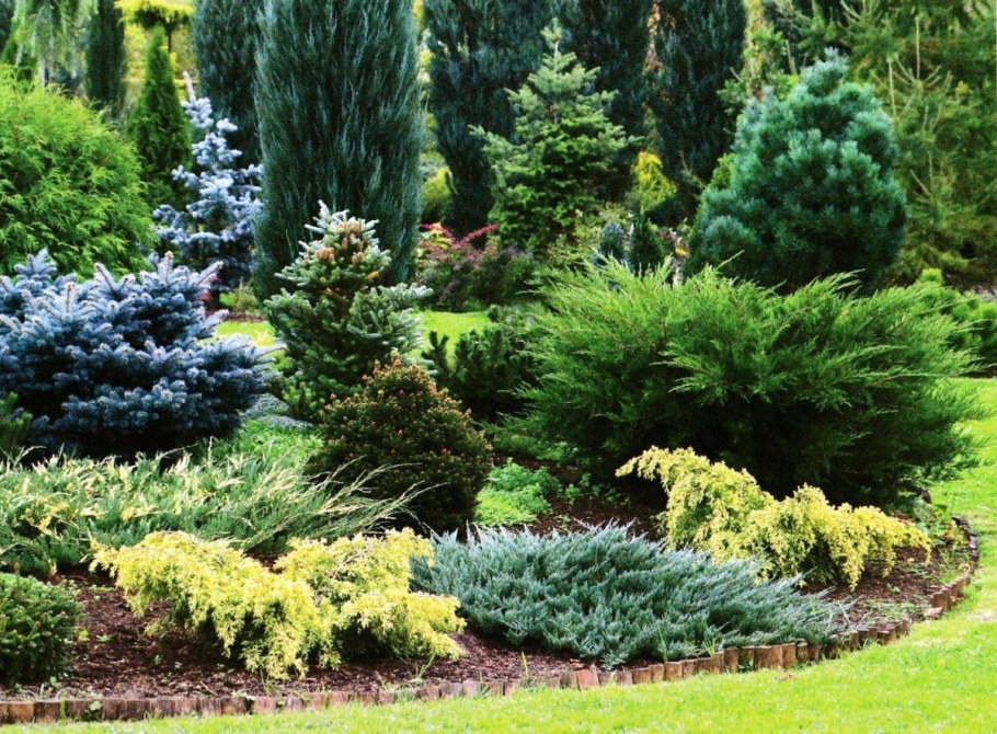 Можжевельник виргинский грей Оул