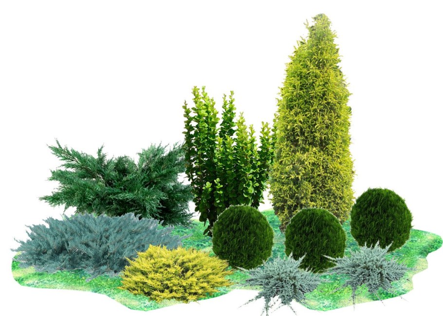 Туя Даника туя Смарагд