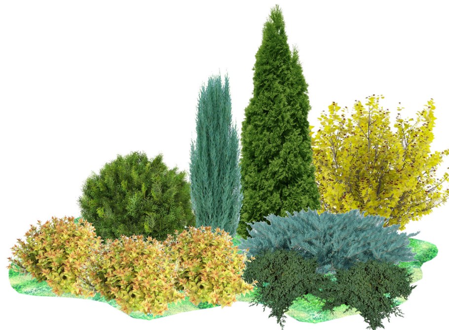 Туя Смарагд и Даника