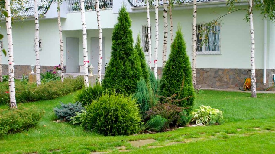 Туя можжевельник ландш