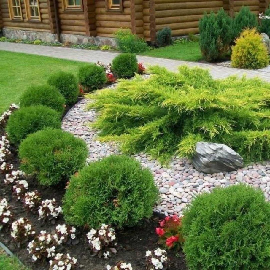 Мини туя Даника