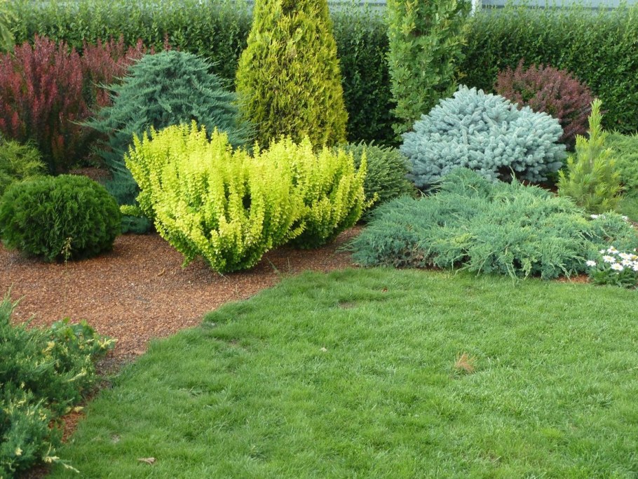 Туя Барбарис спирея