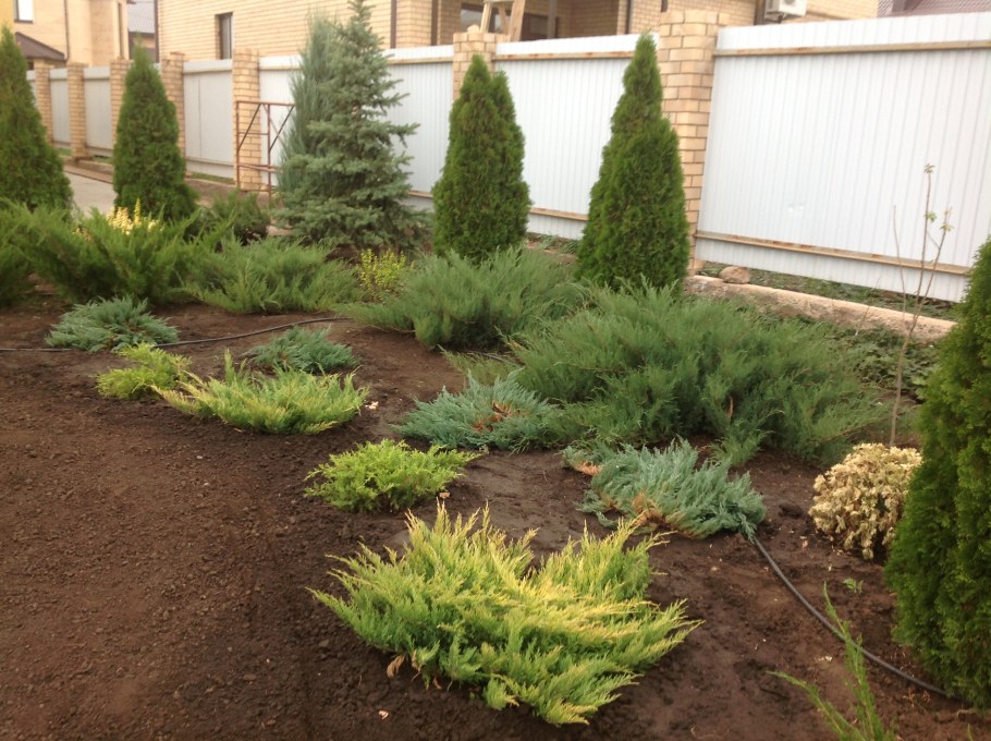 Туя Смарагд и казацкий можжевельник