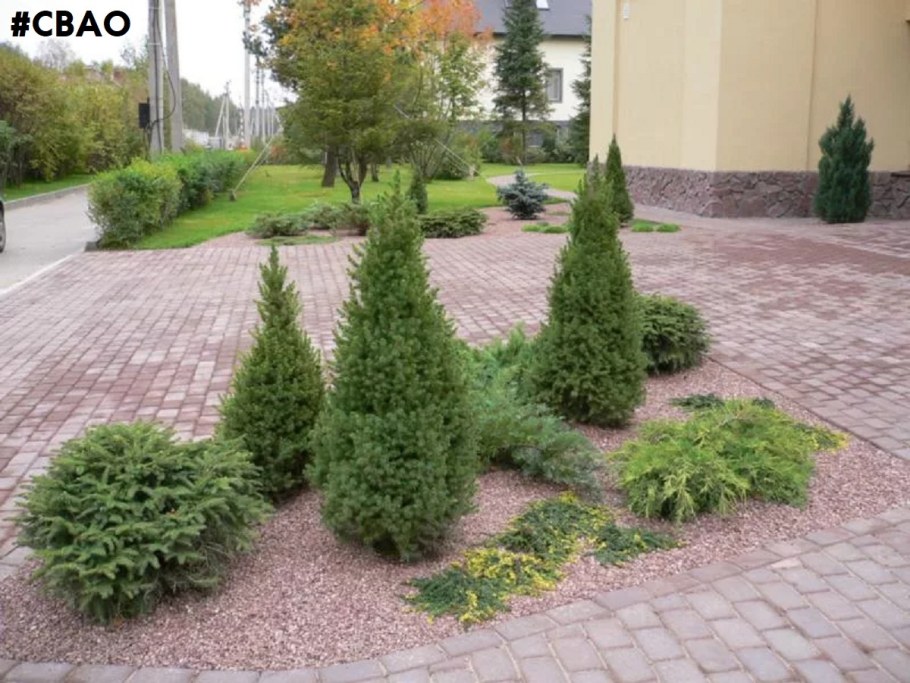 Миксбордер с туей Смарагд