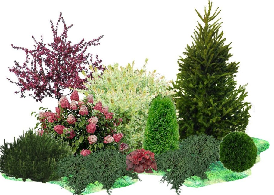 Миксбордер туя Барбарис