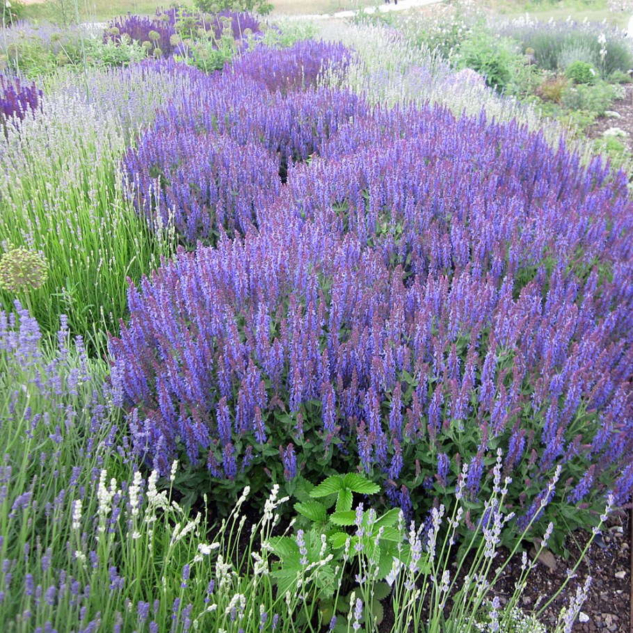 Шалфей Дубравный 'Blauhügel'