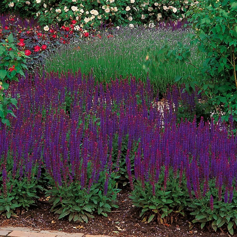 Сальвия Дубравная (шалфей) Карадонна