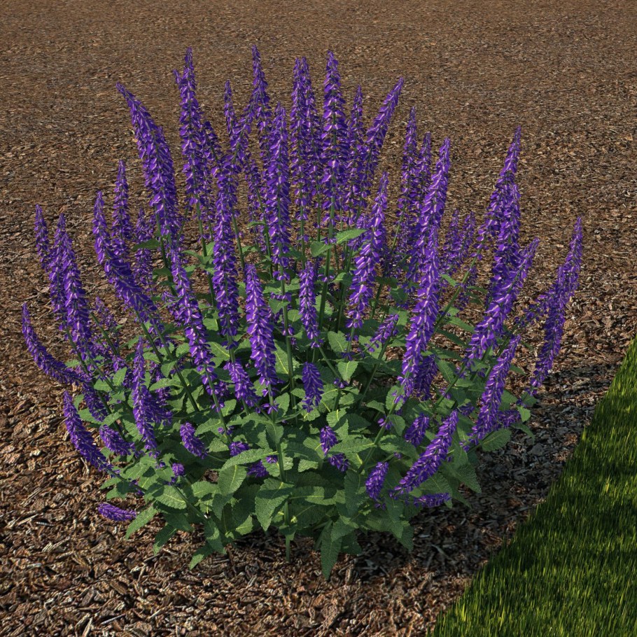 Шалфей Дубравный (Salvia nemorosa &#96;Caradonna&#96;)