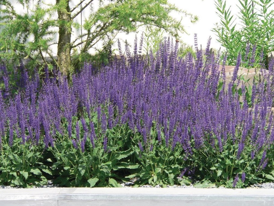 Шалфей Дубравный 'Mainacht'