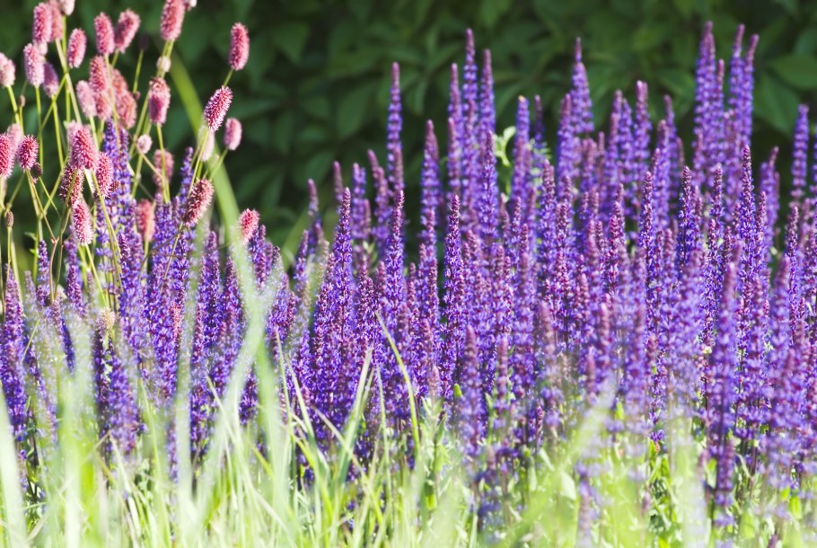 Шалфей Дубравный Caradonna (Карадонна)