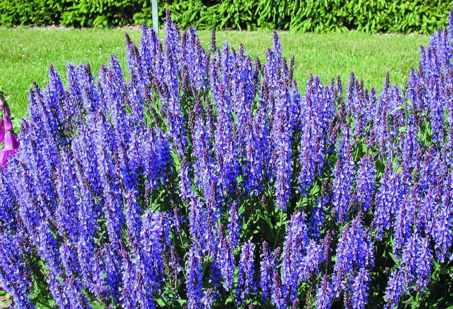 Сальвия Дубравная Блаухугель