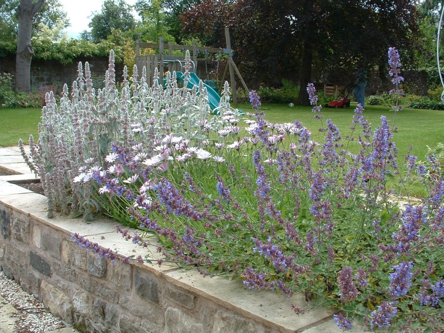 Котовник Фассена Альба