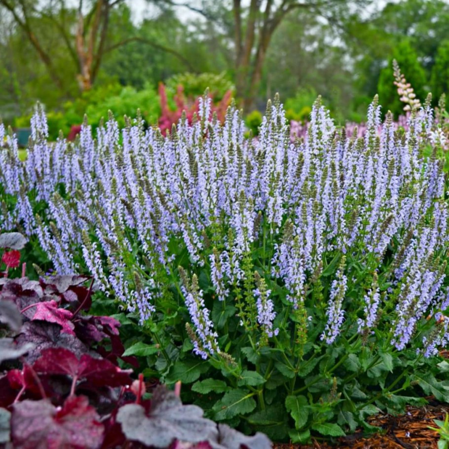 Шалфей Дубравный Blauhugel