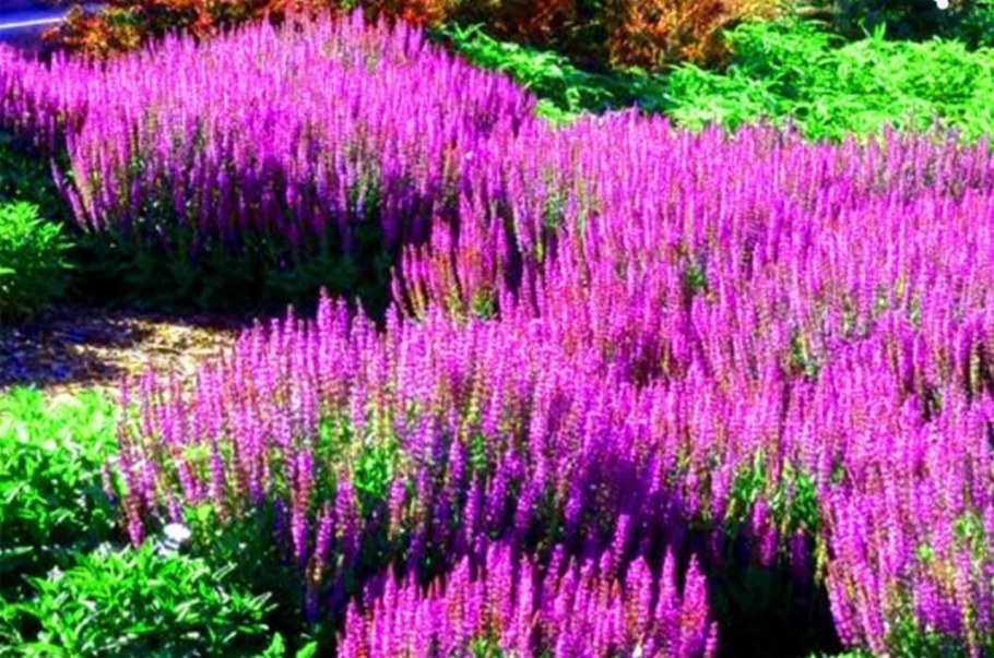 Шалфей Дубравный 'Mainacht'