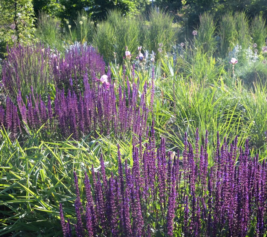 Сальвия Дубравная (шалфей) Карадонна