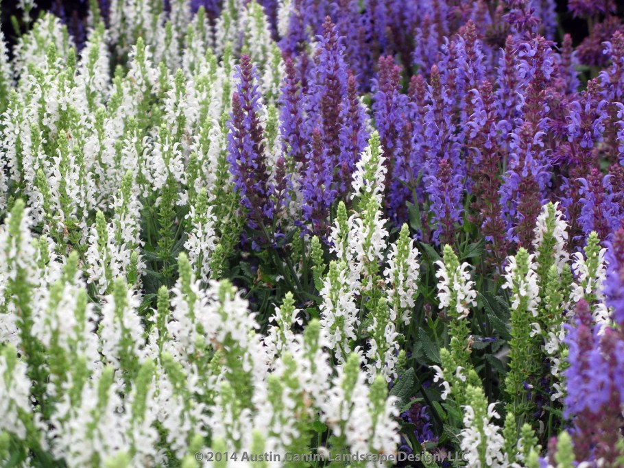 Шалфей Дубравный Швелленбург