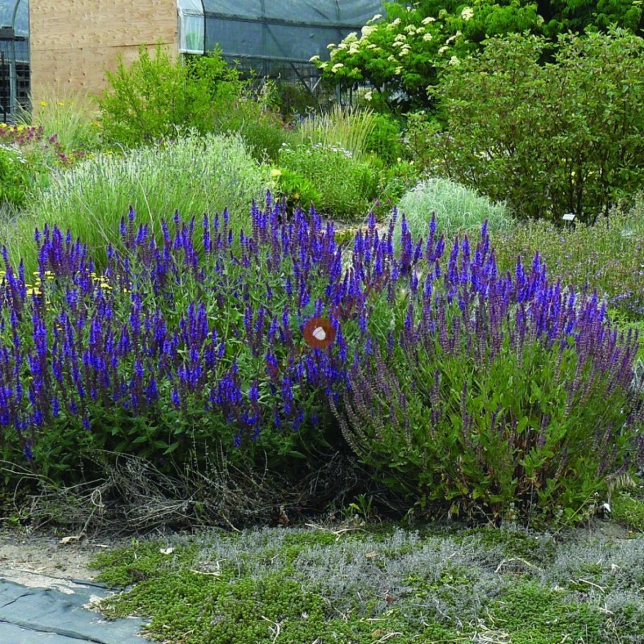 Шалфей Дубравный blaukonigin