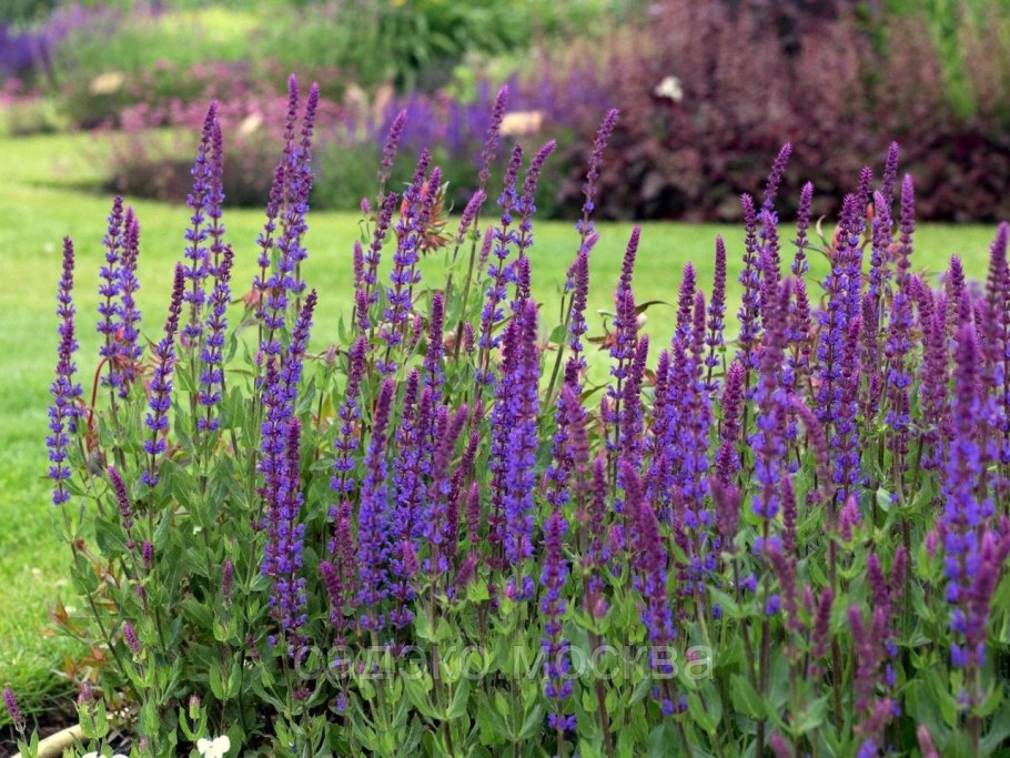 Шалфей Дубравный 'Blaukönigin'
